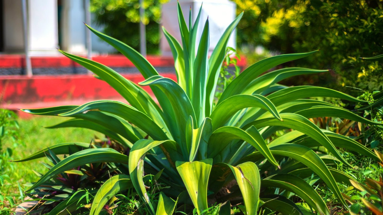 13 Agave Varieties for Your Indoor or Open air Yard