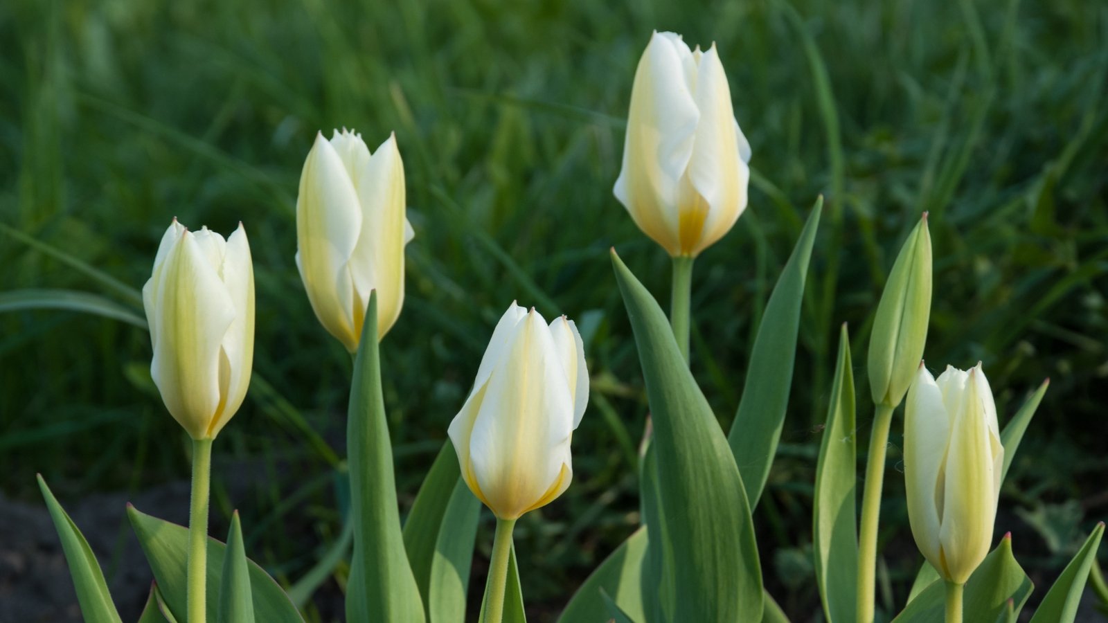 Methods to Plant, Develop, and Look after Fosteriana Tulips