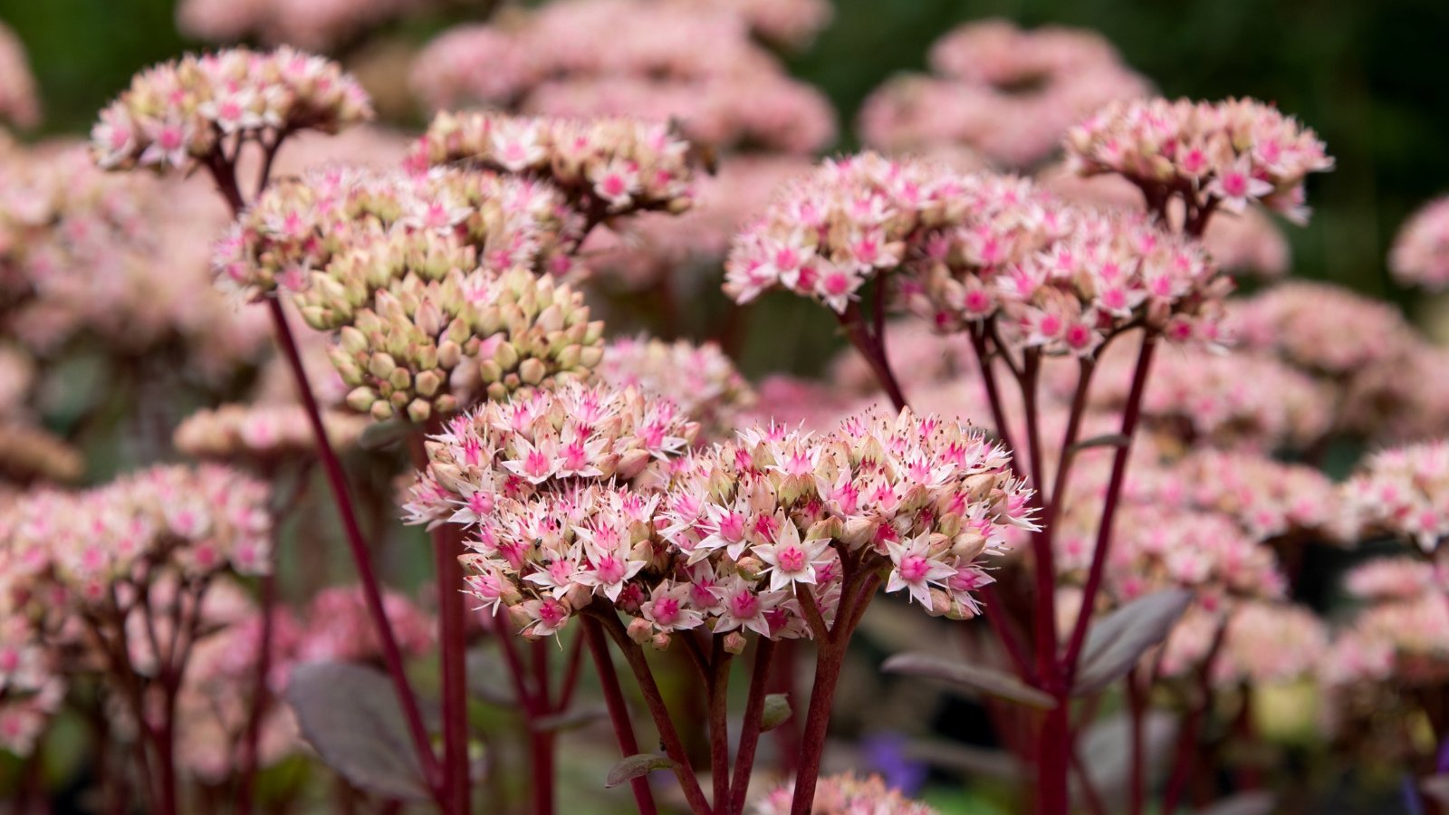 13 Finest Stonecrop Varieties for Your Rock Yard