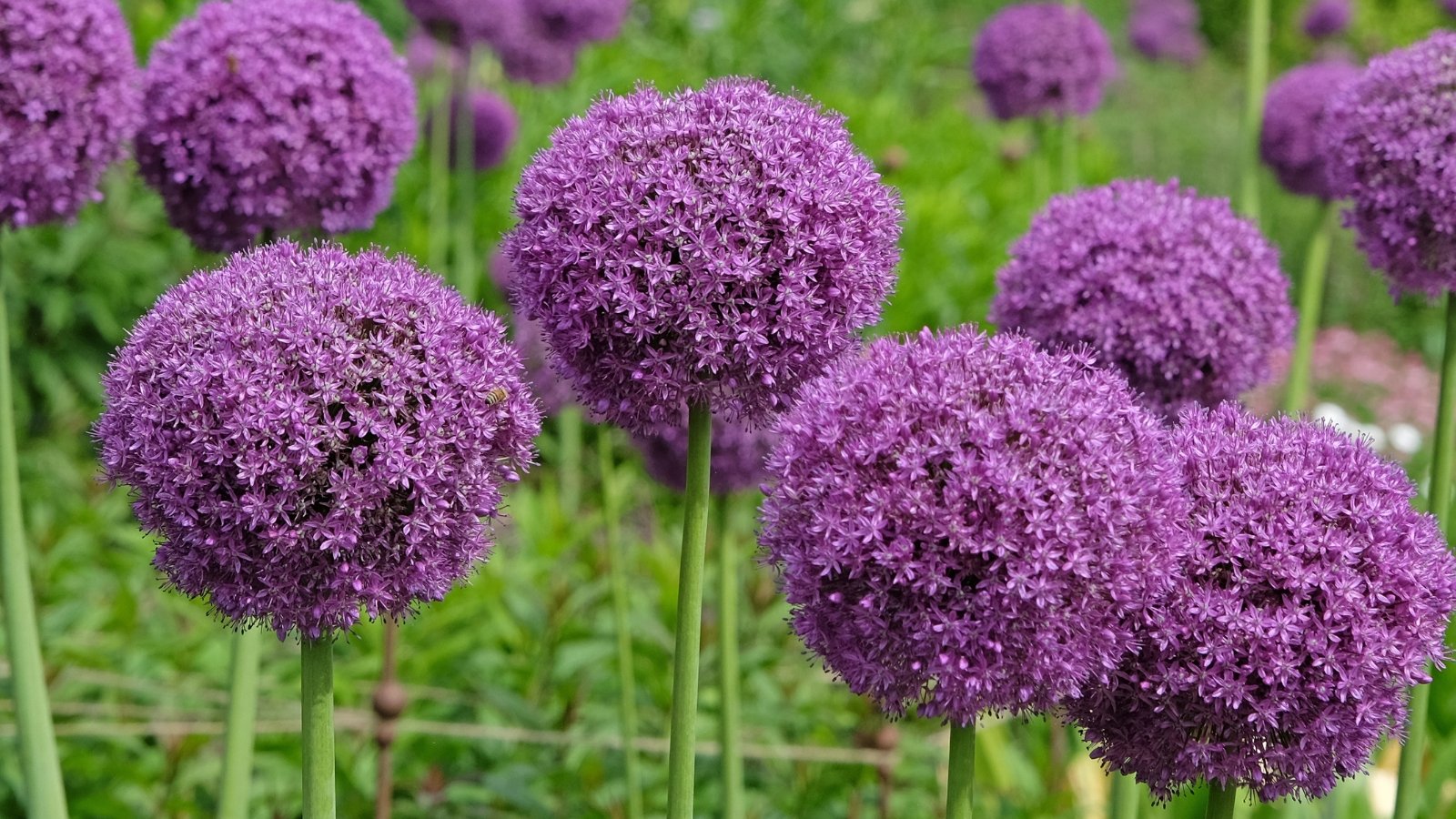 Large, spherical purple allium blooms tower over surrounding greenery, their striking, ball-like heads creating a bold visual statement in the garden.