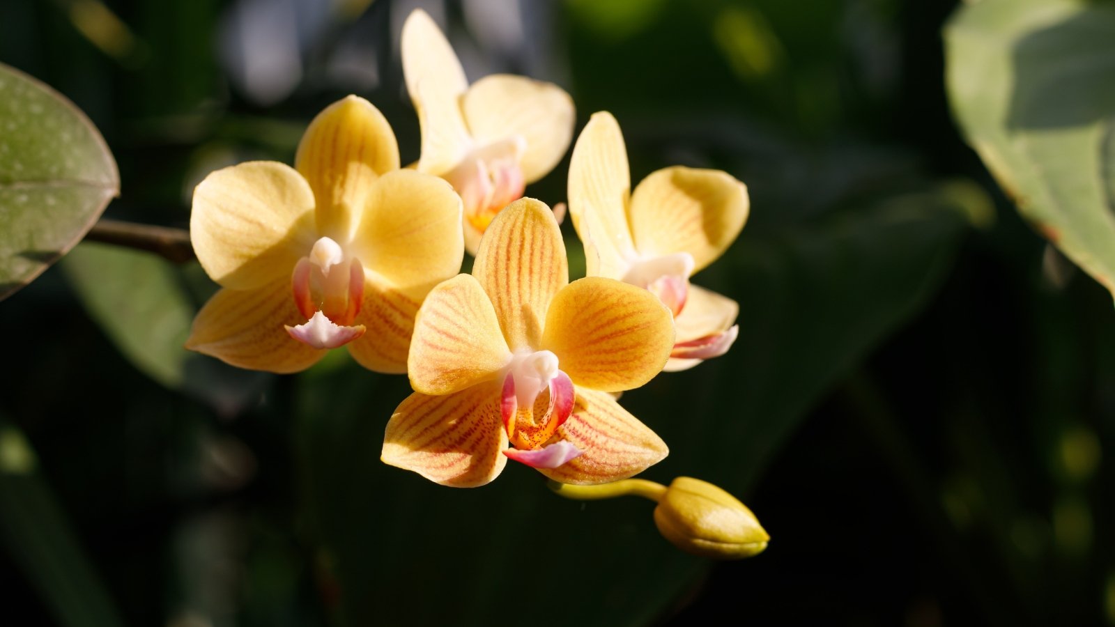 How Normally Do Orchids Bloom? When to Anticipate Flowers