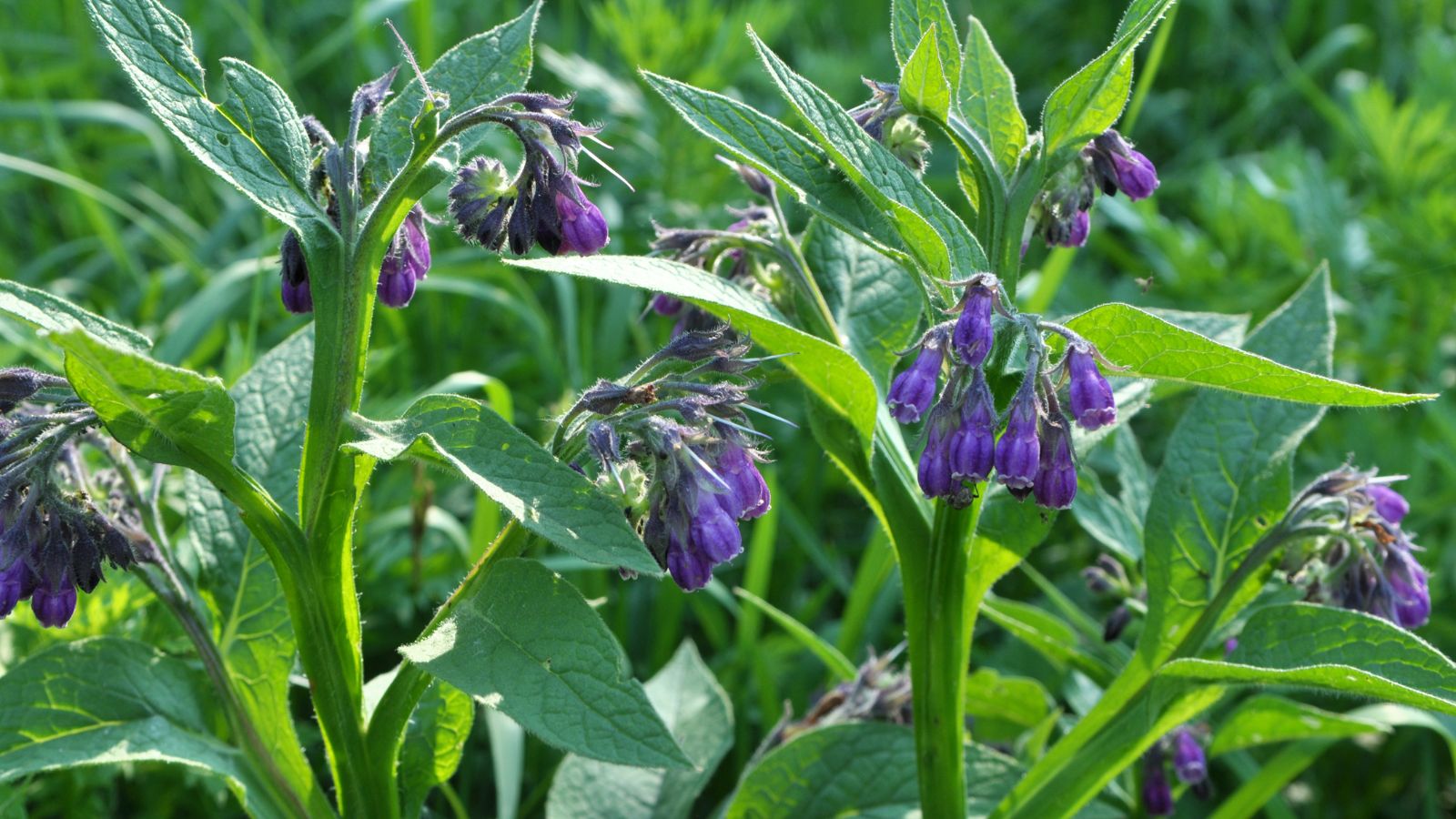 The best way through which to Plant, Develop, and Handle Comfrey