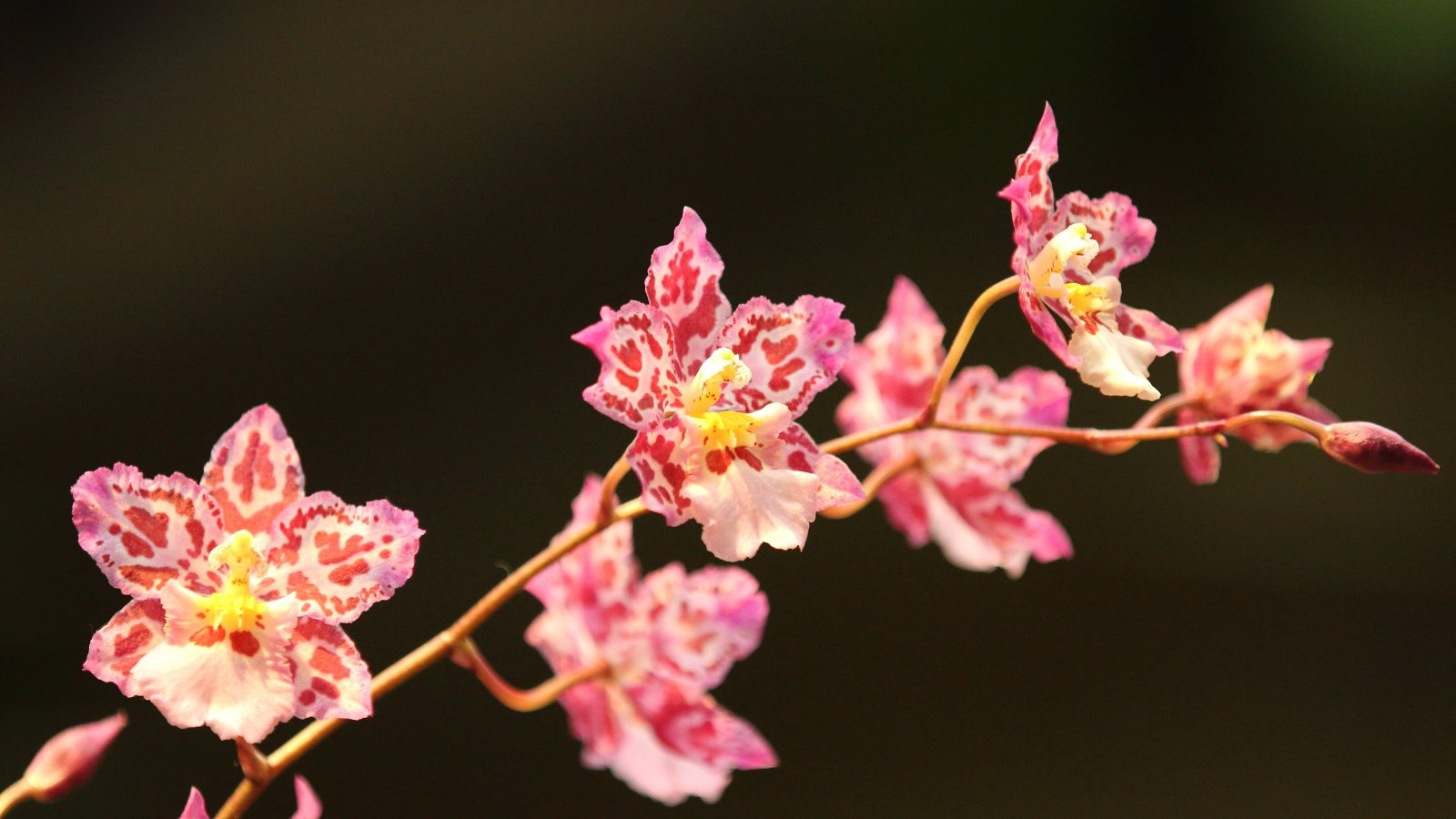 11 Straightforward Orchids That Are Just about Not doable to Kill