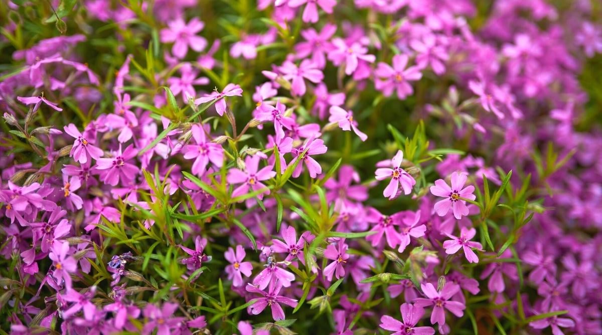 51 Flowering Floor Cowl Vegetation With Attractive Blooms