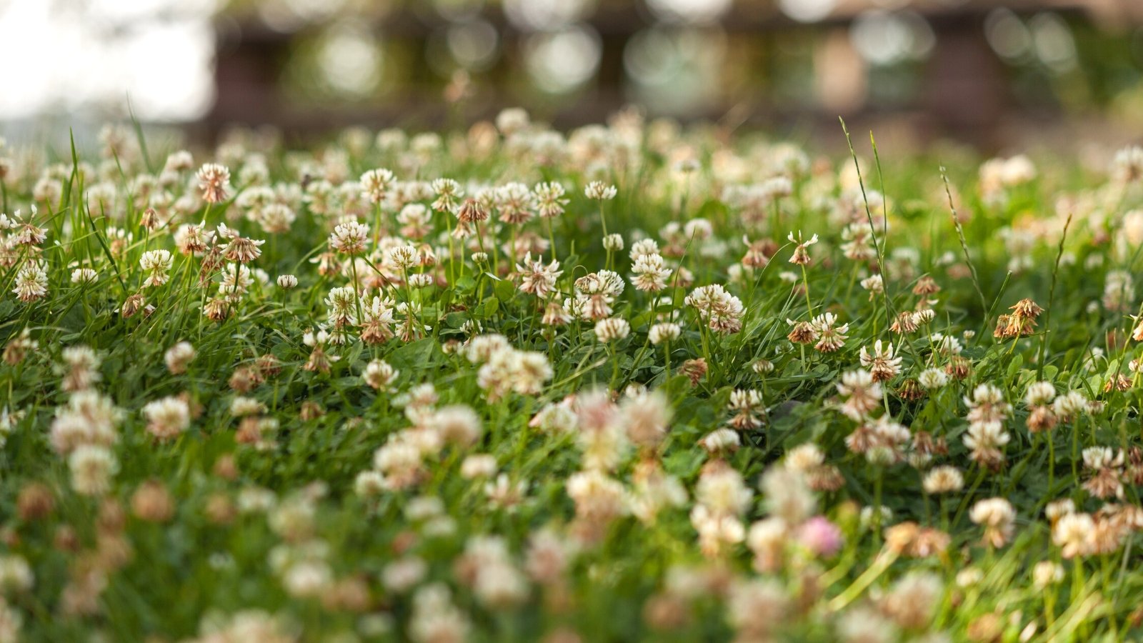 Are Flooring Cowl Lawns Higher Than Grass?