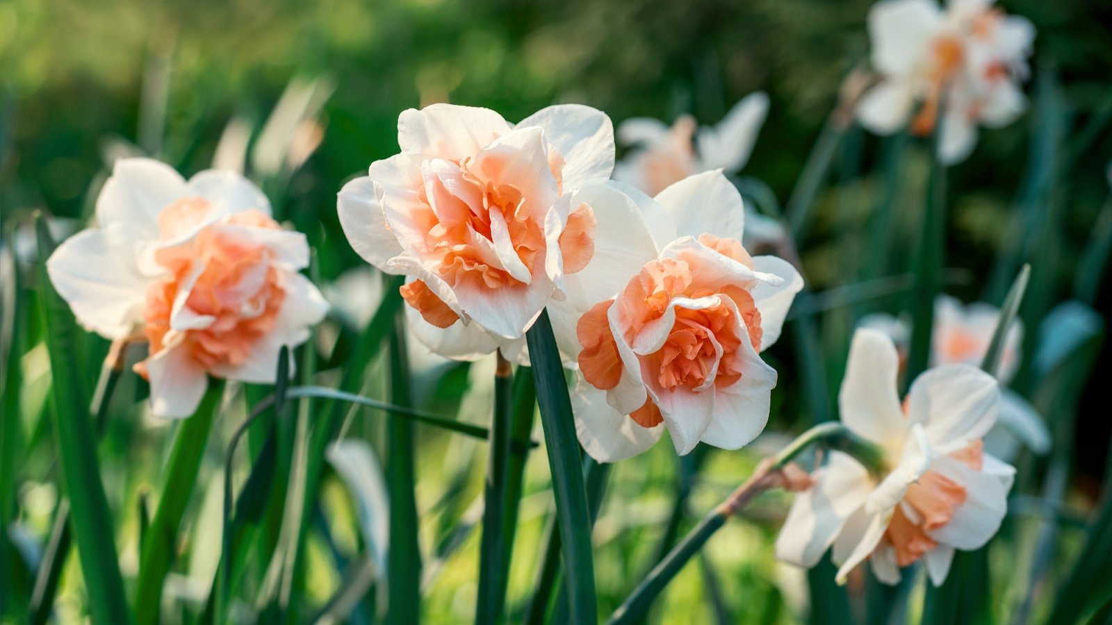 15 Daffodil Varieties With Further Massive Blooms