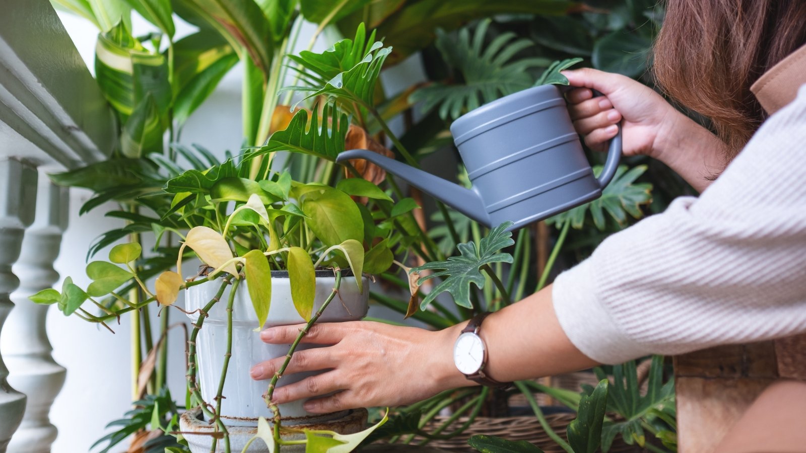 When and How A lot to Scale back Houseplant Watering For the Off Season