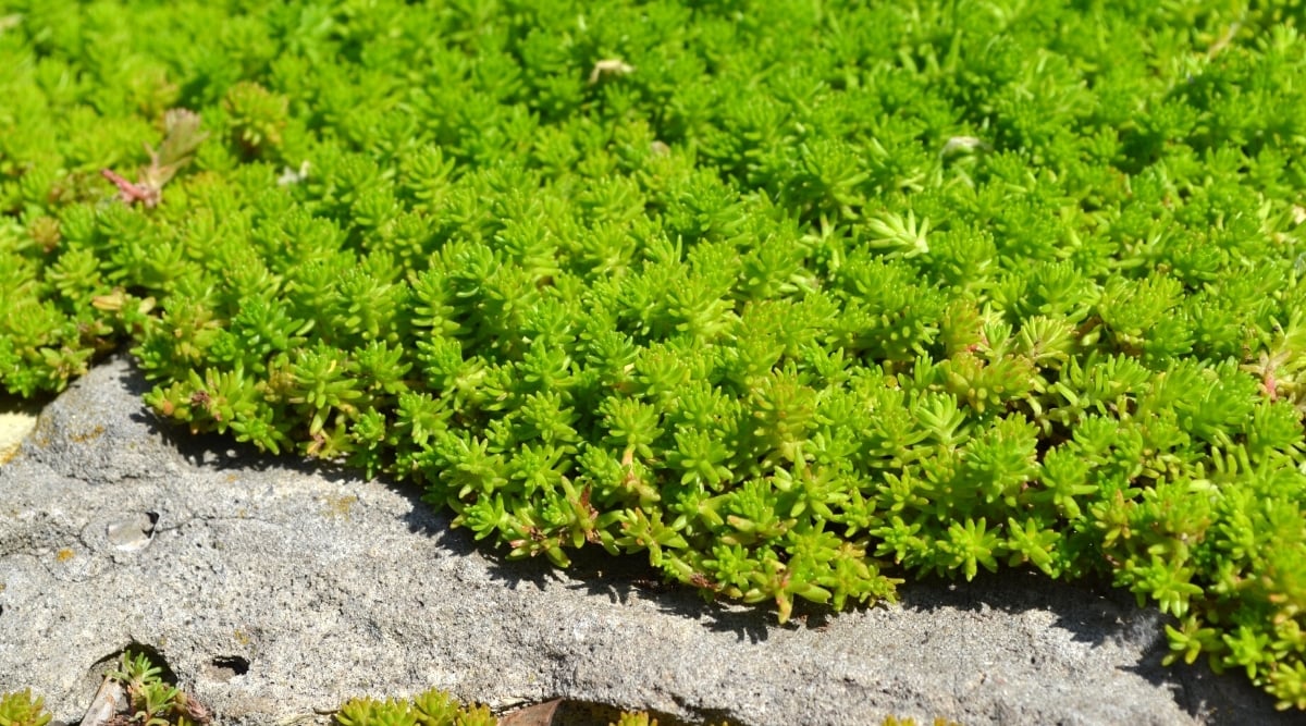 Close-up of Sedum rupestre 'Angelina' in a sunny garden. The plant has short stems covered with pointed, green, fleshy leaves.