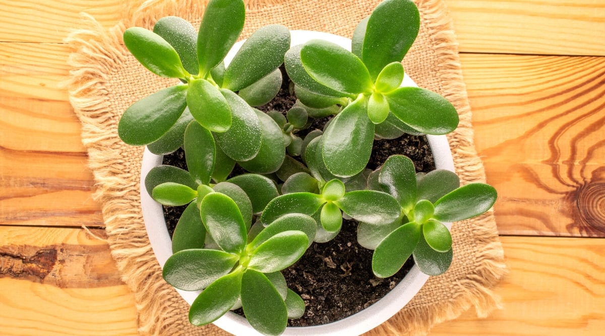 Top view of a potted Crassula ovata plant on a wooden table. The plant is in a white pot and sits on a rustic burlap napkin. Crassula ovata, commonly known as the Jade Plant or Money Plant, is a popular succulent admired for its distinctive appearance. This shrubby succulent features thick, fleshy, oval-shaped leaves that are glossy and vibrant green. The leaves grow opposite each other along sturdy, woody branches.