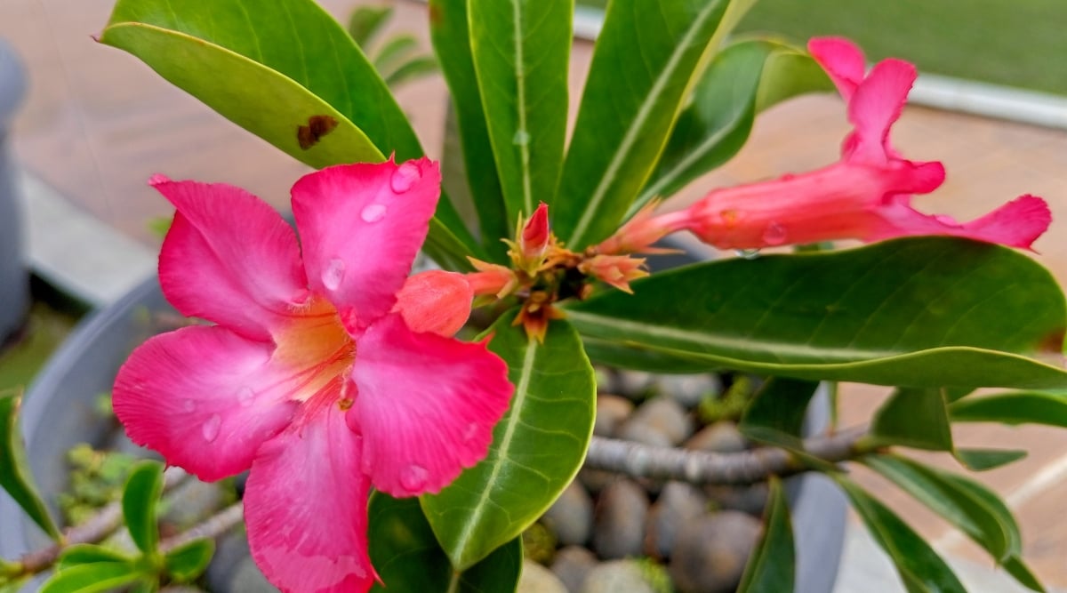 Close-up of a blooming Adenium obesum in a large gray pot in the garden. This tropical plant features a swollen, bottle-shaped trunk that stores water. At the top of the trunk, Adenium obesum produces clusters of leathery, lance-shaped leaves that are dark green in color with a glossy texture. The plant produces showy, trumpet-shaped flowers of bright pink color.