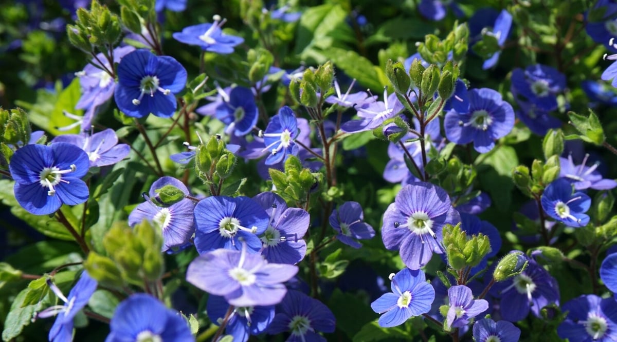 Close-up of Veronica 'Tidal Pool' flowering plant in a sunny garden. The plant has many blue, 4 petalled flowers with white centers. Long white stamens protrude from the centers of the flowers.