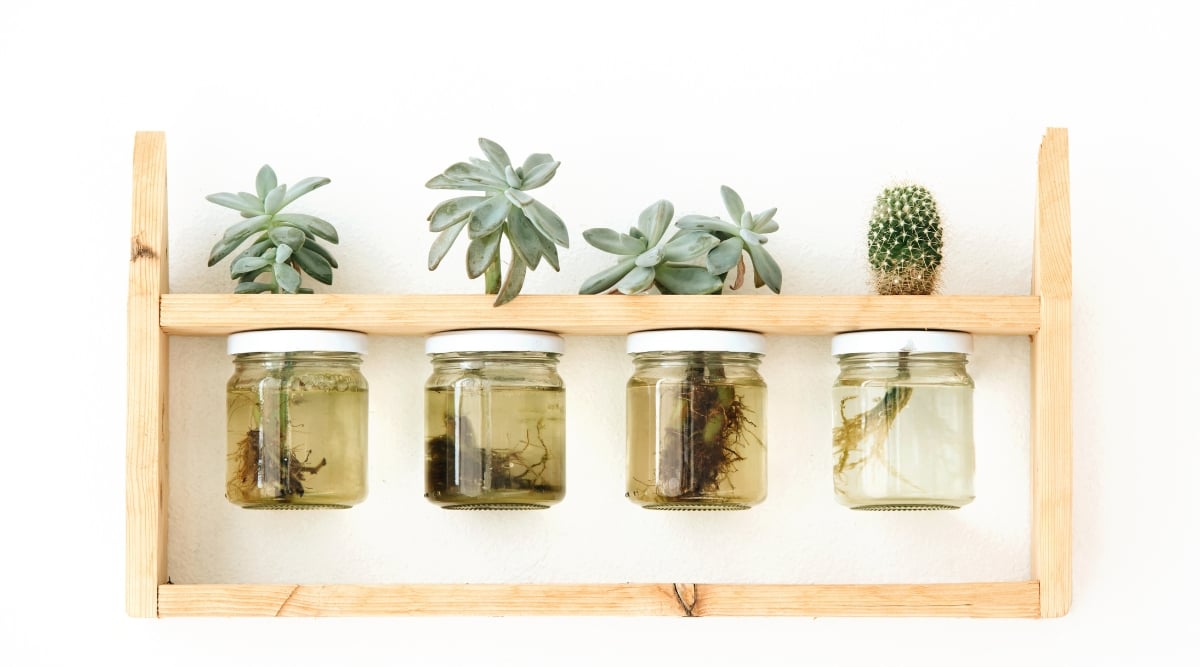 Close-up of three Pachyphytum Margrit succulents and one cactus in glass jars filled with water on a wooden shelf. Pachyphytum 'Margrit' is a stunning succulent known for its compact and rosette-shaped form. The plant features thick, fleshy leaves arranged in tight spirals, forming a symmetrical and visually appealing structure. The leaves are blue-gray in color, with a powdery or frosty coating.