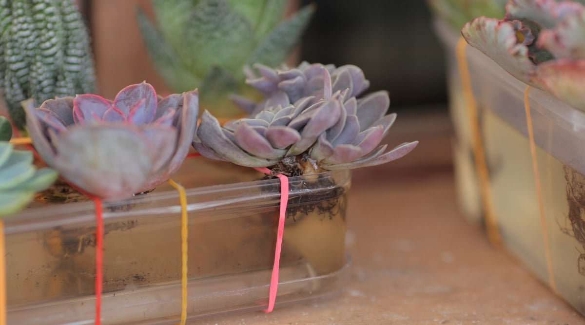 Close-up of two clear containers filled with water containing echeveria succulents taking root. Echeveria succulents are renowned for their exquisite and rosette-shaped appearance. These plants feature fleshy, thick leaves that form compact, symmetrically arranged rosettes in various sizes, colors, and textures. The leaves are powdery purple with pinkish tips.