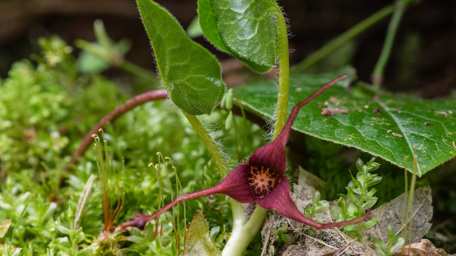 Low-growing groundcover with heart-shaped, dark green leaves and a small, maroon flower hidden beneath the foliage.
