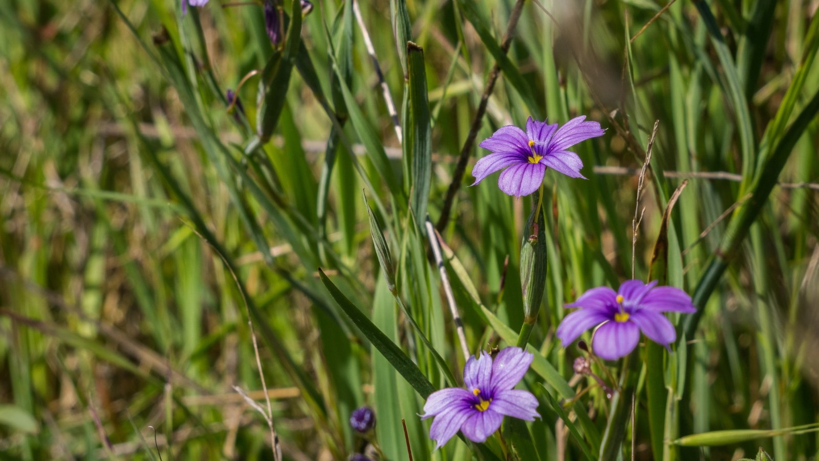 Clumping perennial with narrow, grass-like leaves and slender stems topped with star-shaped, deep purple flowers.
