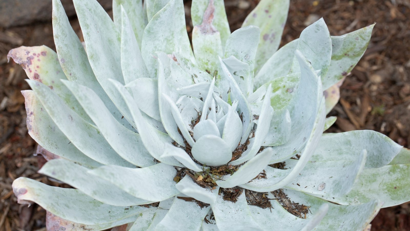 Succulent with a rosette of fleshy, pale blue-green leaves with pointed tips.
