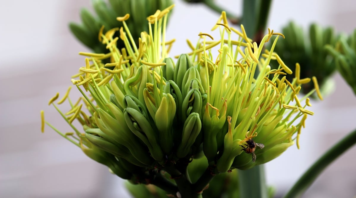 A close-up view of agave americana's dramatic bloom, indoors. Green buds tightly clustered, some unfurl shyly, revealing pale yellow petals edged in emerald. Tiny wings alight on a fully opened bloom, a bee basking in the delicate nectar.