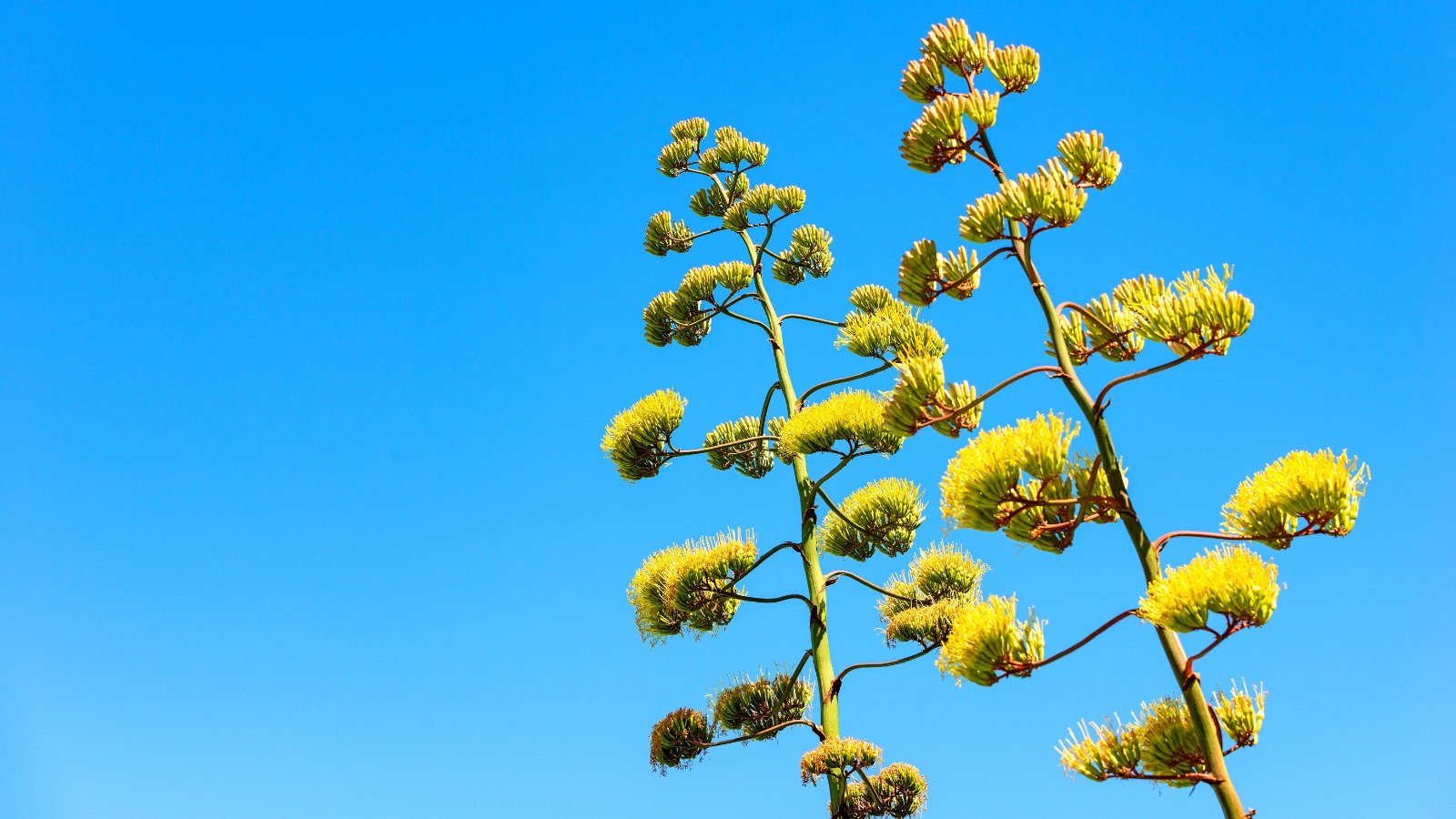 Do Agave Crops Bloom?