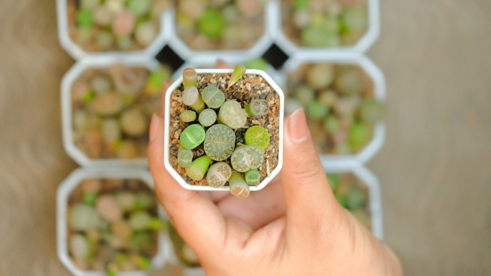 15 Succulents You Can Develop From Seed