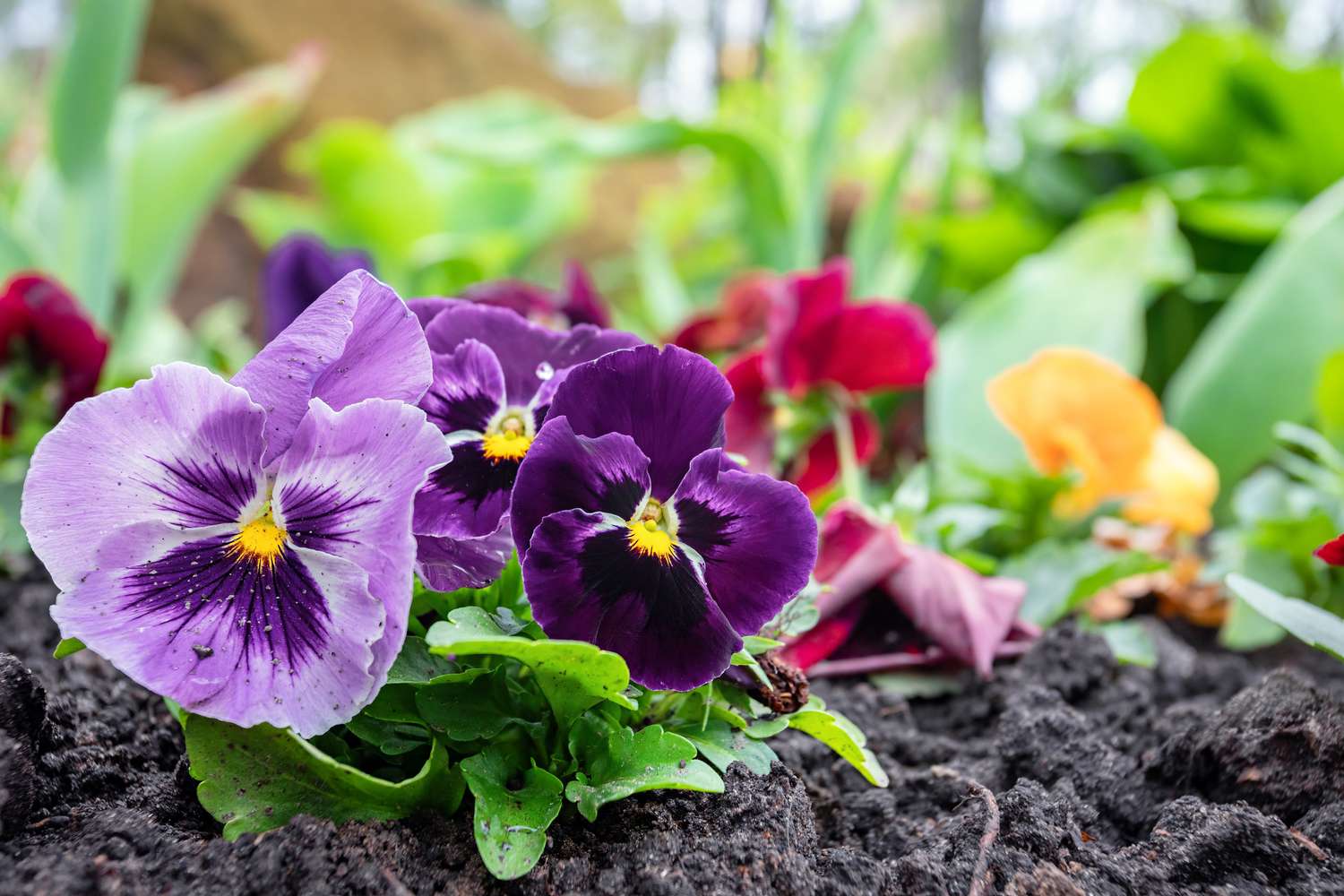 How you can Develop and Look after Winter Pansies